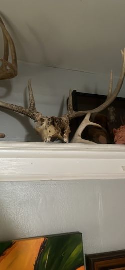 Deer antlers