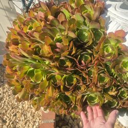 Aeonium arboreum