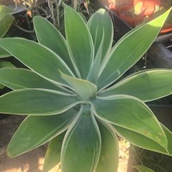 Agave Ray Of Light 