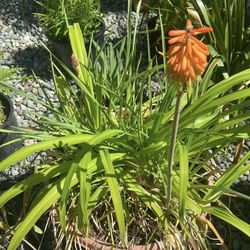 Colorful Red Hot Fire Poker And Lilly  Planter Bowl Display 