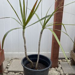 Dragon Plant (Dracaena Marginata). Approximately 3 feet tall 