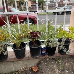 Suculentas a 4 dolares cada uno