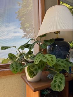 Flowering maranta (prayer plant)
