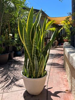 Snake  plant
