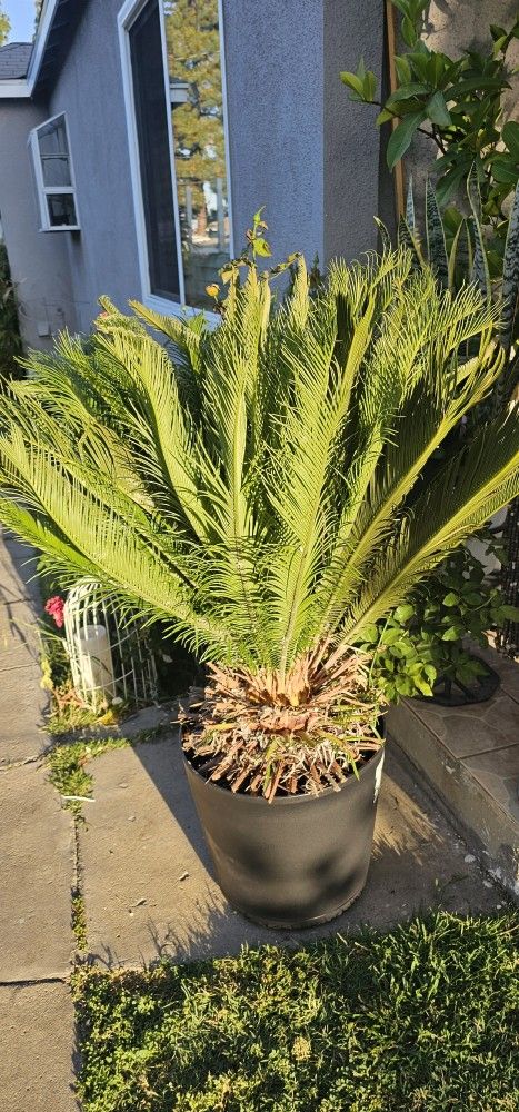 Sago PALM tree In Bucket