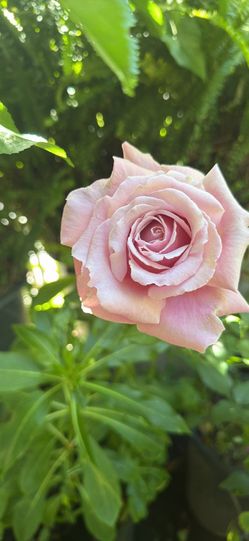 Macetas de rosas de varios colores