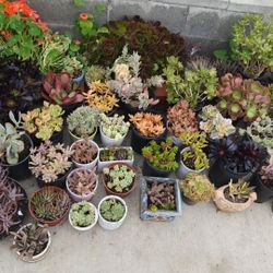 Succulent Plants