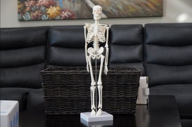 Skeleton Models for Schools or kids bedroom