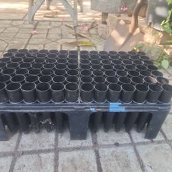 Growing Cones, Trays