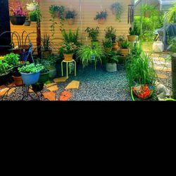 Beautiful and healthy plants different sizes and prices Y'all are more than welcome to come ans see what we have  message Me for address please  SE HA