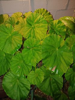 Begonia big pot