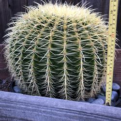 Large Barrel Cactus
