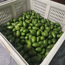 Avacado Donnies
