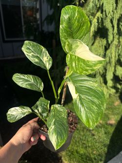 Monstera Lechleriana