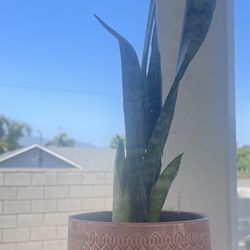 Snake Plant 