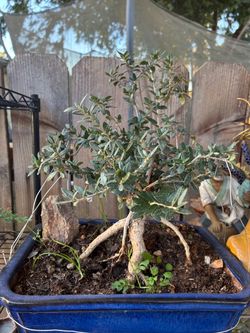 Bonsai plant for sale $85 each Bonsai plant for sale $85 each