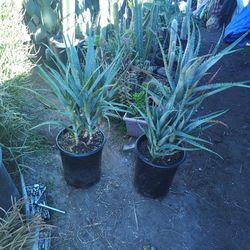 Blue Torch Aloe Plant