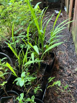 Outdoor Perennials Oregano, Raspberries 