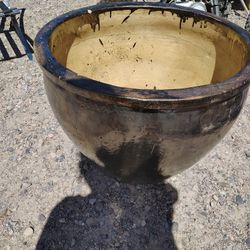  Big Pot Plant 
