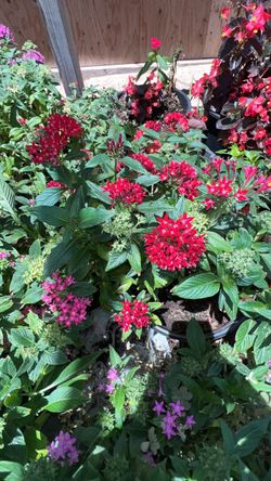 Lantana   Enana listo para el jardín en 5 galones disponible