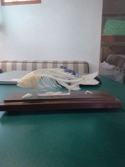 Real Fish Skeleton Taxidermy on Wood Base