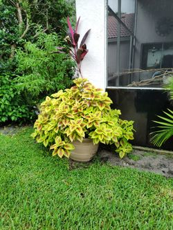 Thai Plant Located In Palm Beach Gardens 