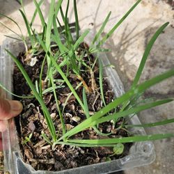 Chives Plants In A Container, Herb