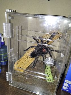 Pink salmon bird eater Tarantula