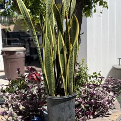 Gold Edge Snake Plant 3 Foot Tall 