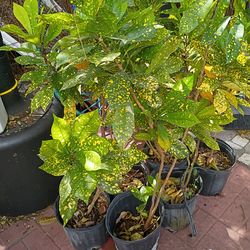 Moving Sale - 4" Pots Gold Dust 2ft  Croton Plants