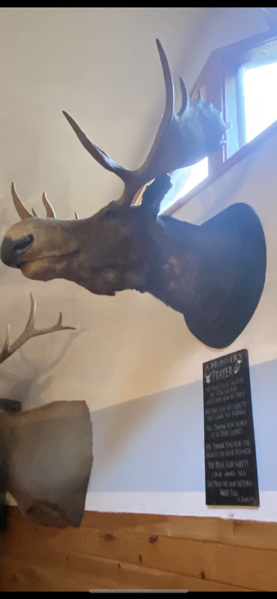 Mounted Moose Head