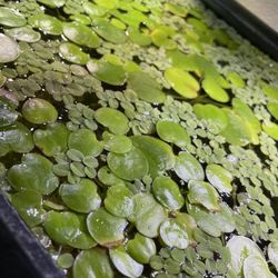 Aquarium Plants 