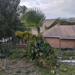 5 Foot Mexican Fan Palm In A Pot