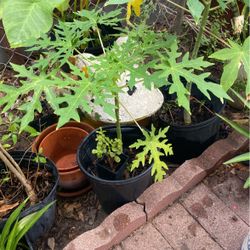 Plantas De Papaya $8.00 Cada Una Y La Otra Planta $3.00