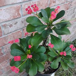 Crown Of Thorns Corona De Espinas Plant 