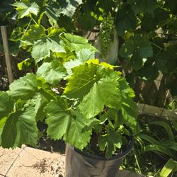 Grape Plant