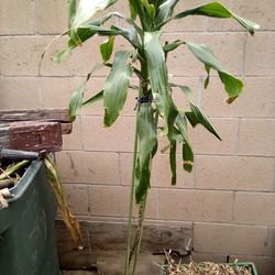 5' Tall Houseplant $16