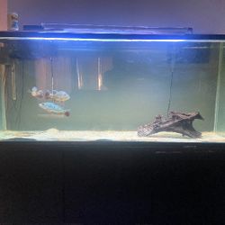 Fish Tank 180 Gallons