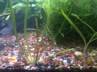 Items for your aquarium