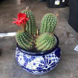 Beautiful Rose Cactus In Authentic Hand Crafted Pot