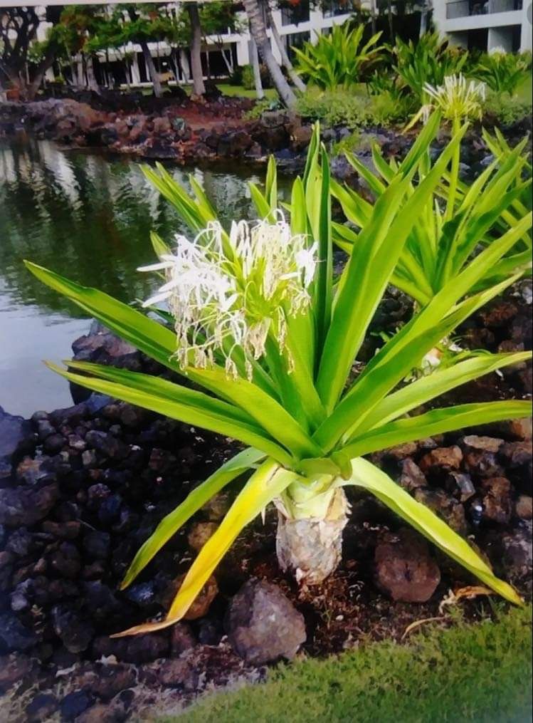 Giant Green Crinum  Lilys