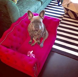 New Sofa to pets..!!