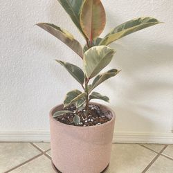 Ficus Tineke - Rubber Tree! 