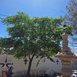 Semillas de Árboles de Lilas con flores y olor por $8.00 cash only !