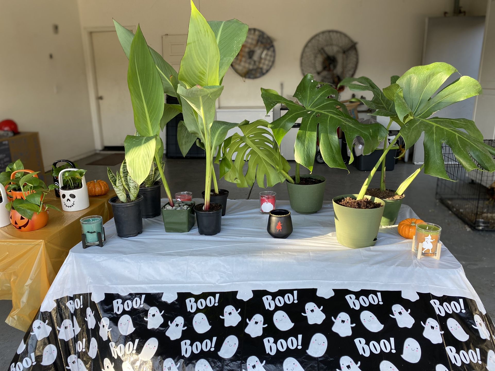 Plant Sale