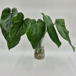 Syngonium Chiapense-Rooted cutting