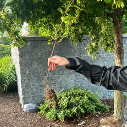 Free Baby Trees