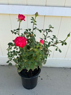 Rose plant in 5gl.