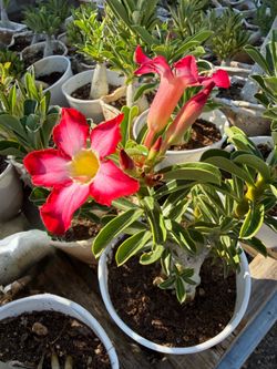 Desert Rose