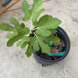 Olympian Fig